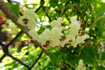 シロバナアケビ・西山峠から草戸山