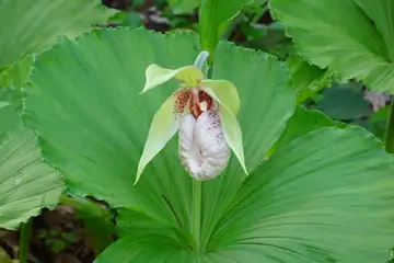 クマガイソウ・西山峠から草戸山