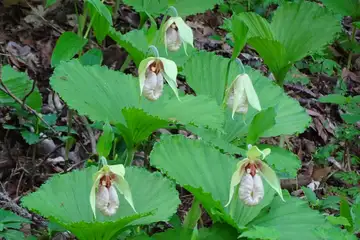 クマガイソウ・西山峠から草戸山