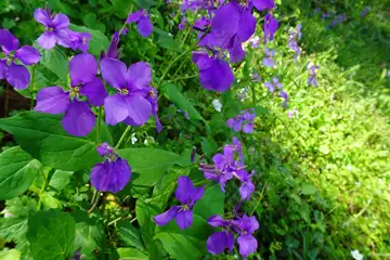 ムラサキハナナ・西山峠から草戸山