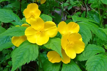 ヤマブキソウ・西山峠から草戸山