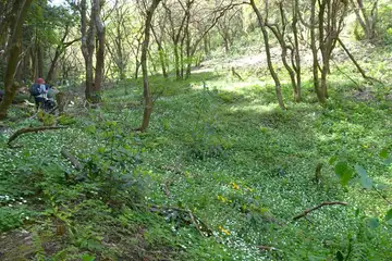 西山峠のニリンソウとヤマブキソウ
