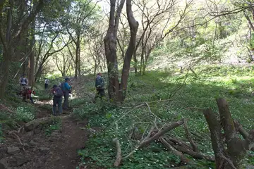 西山峠のニリンソウの群生地