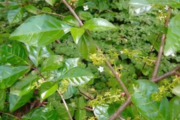 コクサギ・西山峠から草戸山