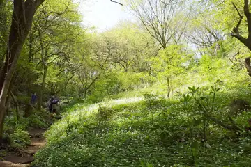 西山峠のニリンソウの群生地