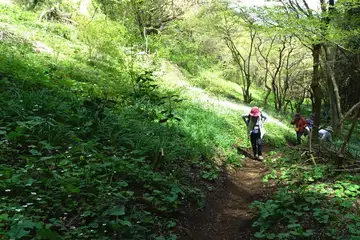 西山峠のニリンソウの群生地