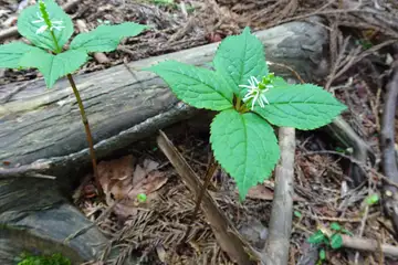ヒトリシズカ・西山峠から草戸山