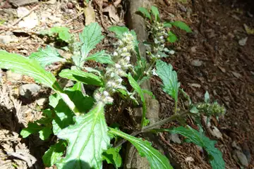 ジュウニヒトエ・草戸山