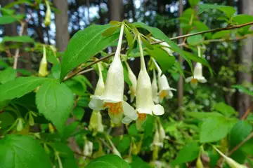 ツクバネウツギ・西山峠から草戸山
