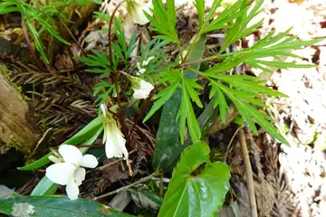 ヒゴスミレ・西山峠から草戸山