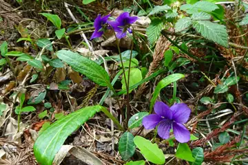 ミョウジンスミレ・西山峠から草戸山