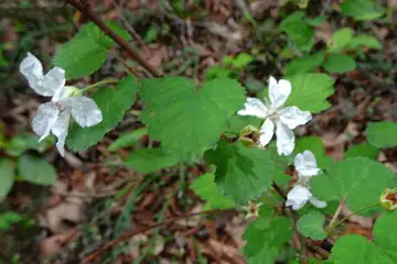 ニガイチゴ・西山峠から草戸山