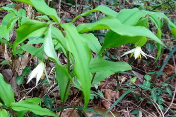 チゴユリ・西山峠から草戸山