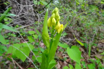 キンラン・草戸山