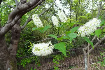 ウワミズザクラ・西山峠から草戸山