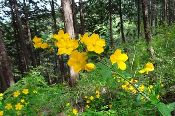 ヤマブキ・西山峠から草戸山