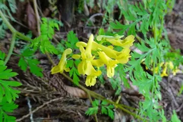 キケマン・西山峠から草戸山