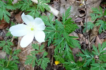 イチリンソウ・西山峠から草戸山