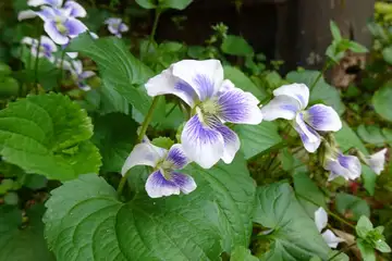 アメリカスミレサイシン・西山峠から草戸山