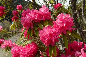 セイヨウシャクナゲ・西山峠から草戸山
