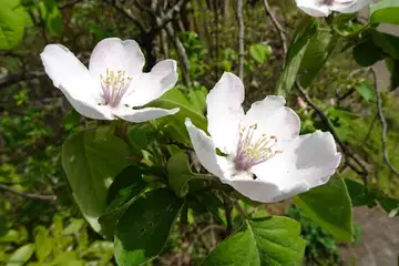 マルメロ・西山峠から草戸山