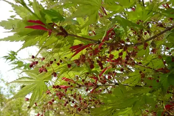 イロハモミジ・西山峠から草戸山