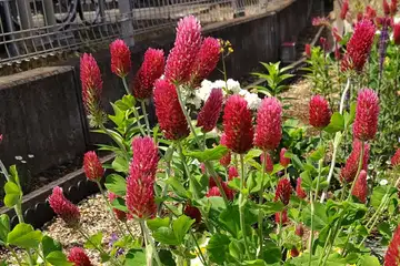 ベニバナツメクサ・横浜市戸塚区