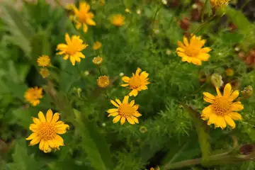 ダーベルデージー・阿久和川