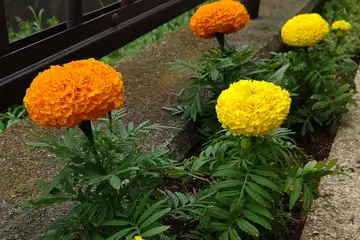 マンジュギク・阿久和川