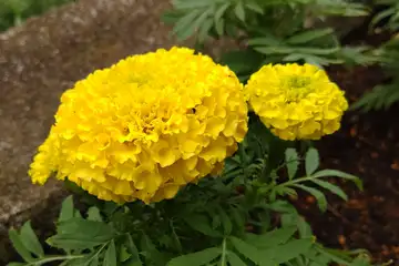 マンジュギク・阿久和川