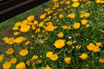 クリサンセマムムルチコーレ・阿久和川