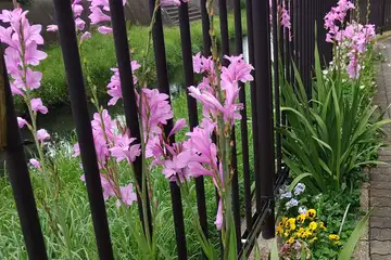 ワトソニア・阿久和川