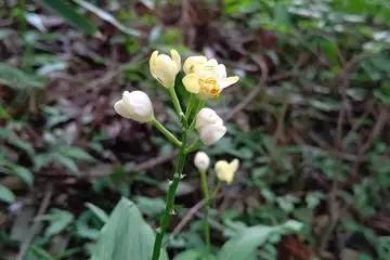 キンラン・阿久和川