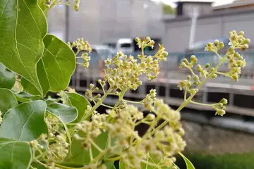 クスノキ・阿久和川