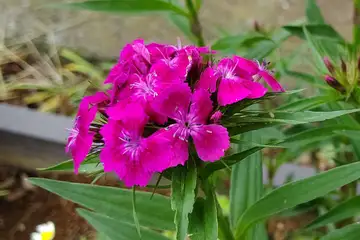 ビジョナデシコ・阿久和川
