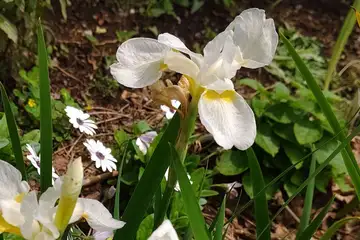 アヤメ・阿久和川