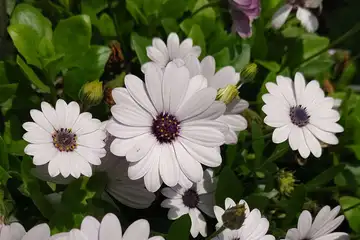 アフリカキンセンカ・阿久和川