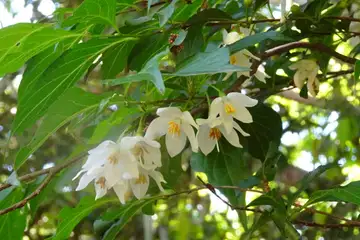 エゴノキ・羽村草花丘陵