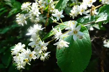 マルバウツギ・羽村草花丘陵
