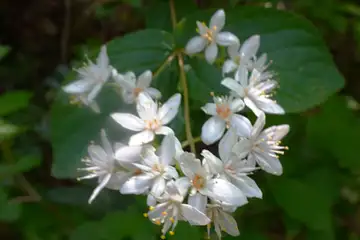 マルバウツギ・羽村草花丘陵