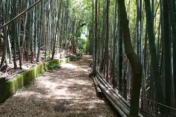 天園茶屋の竹林