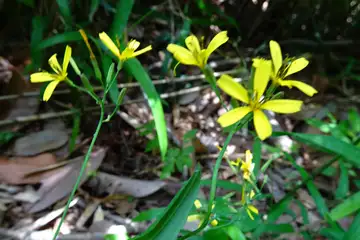 ニガナ・横浜自然観察の森と天園