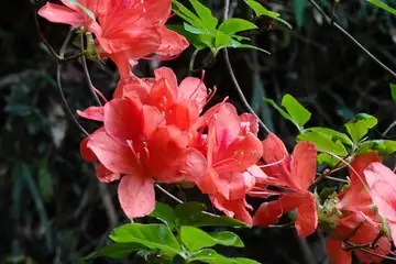 ヤマツツジ・横浜自然観察の森と天園