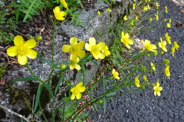 ウマノアシガタ・篭坂峠から大洞山と立山