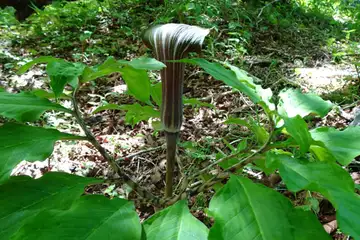 ミミガタテンナンショウ・篭坂峠から大洞山と立山