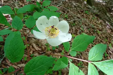 ヤマシャクヤク・大洞山と立山