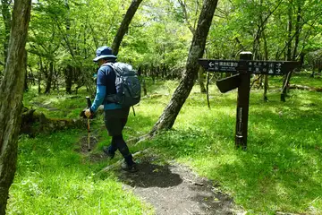館山のヤマシャクヤク