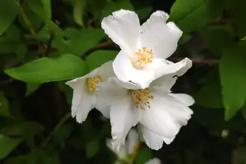 バイカウツギ・阿久和川