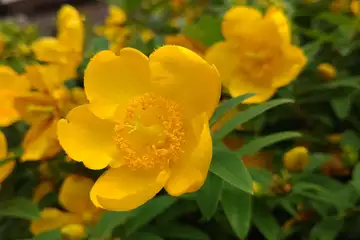 ヒペリカムヒドコート・阿久和川