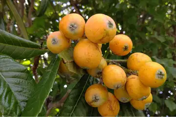 ビワ・阿久和川